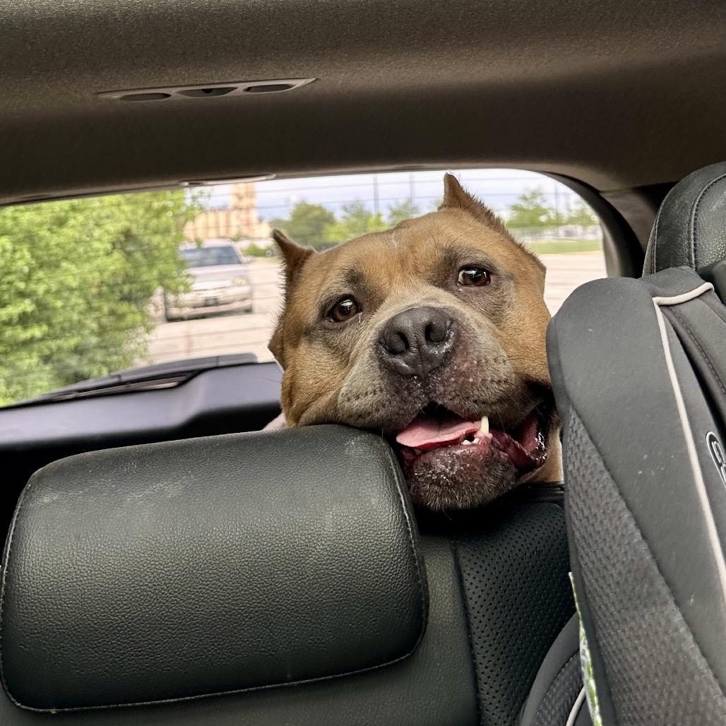 Enlarge Bacon, a Adoptable Pit Bull Terrier in Chicago, IL image 3/6