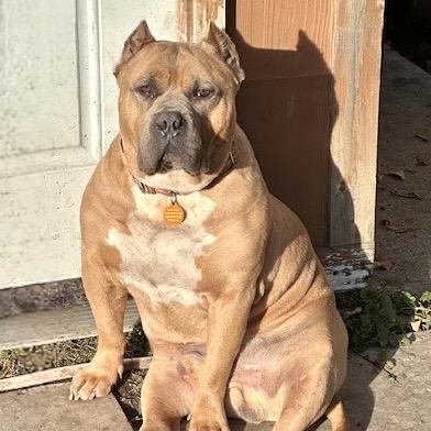 Enlarge Bacon, a Adoptable Pit Bull Terrier in Chicago, IL image 5/6