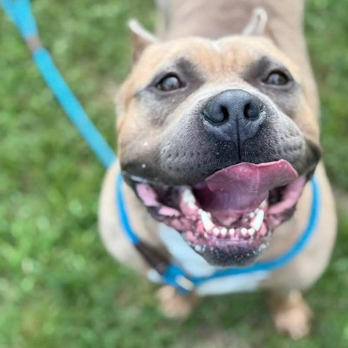 Enlarge Bacon, a Adoptable Pit Bull Terrier in Chicago, IL image 4/6