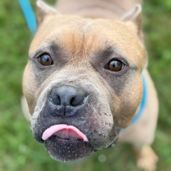 Enlarge Bacon, a Adoptable Pit Bull Terrier in Chicago, IL image 5/6