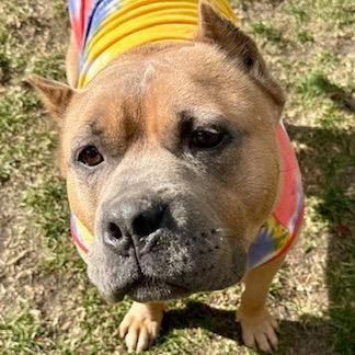 Enlarge Bacon, a Adoptable Pit Bull Terrier in Chicago, IL image 6/6