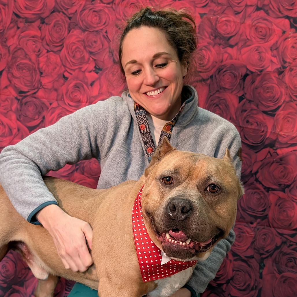 Enlarge Bacon, a Adoptable Pit Bull Terrier in Chicago, IL image 4/6