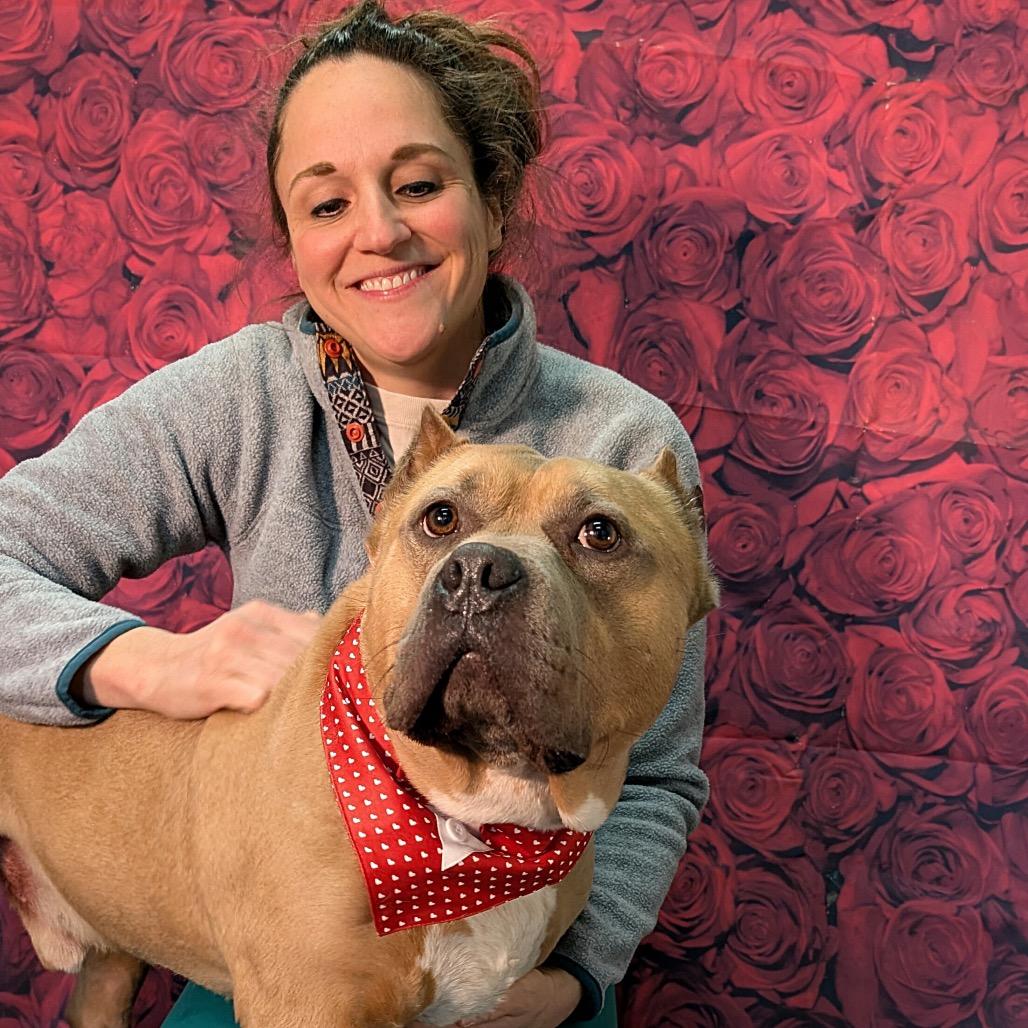 Enlarge Bacon, a Adoptable Pit Bull Terrier in Chicago, IL image 6/6