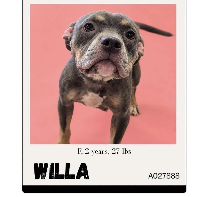 Willa, Adopted, Puppy Female Pit Bull Terrier & Mixed Breed.