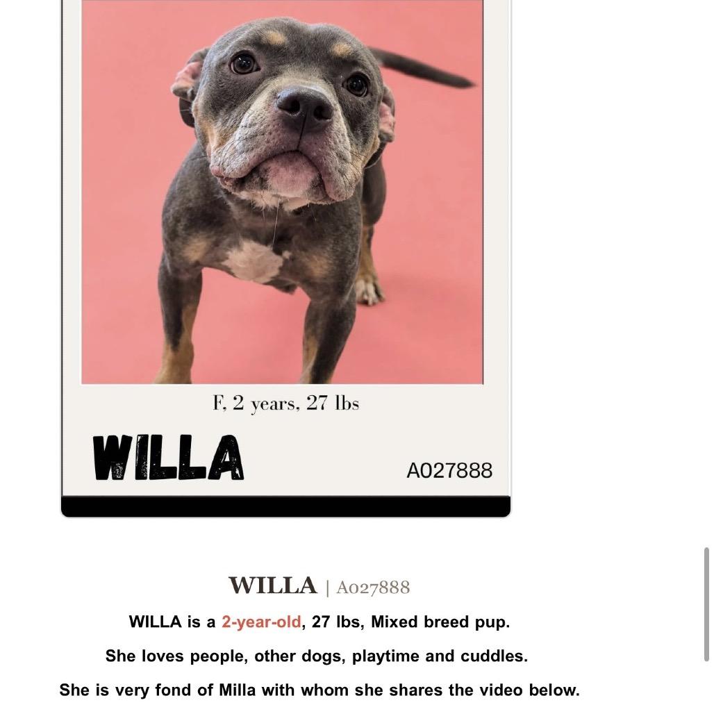Enlarge Willa, a Adopted mixed breed in Archbold , OH image 2/2