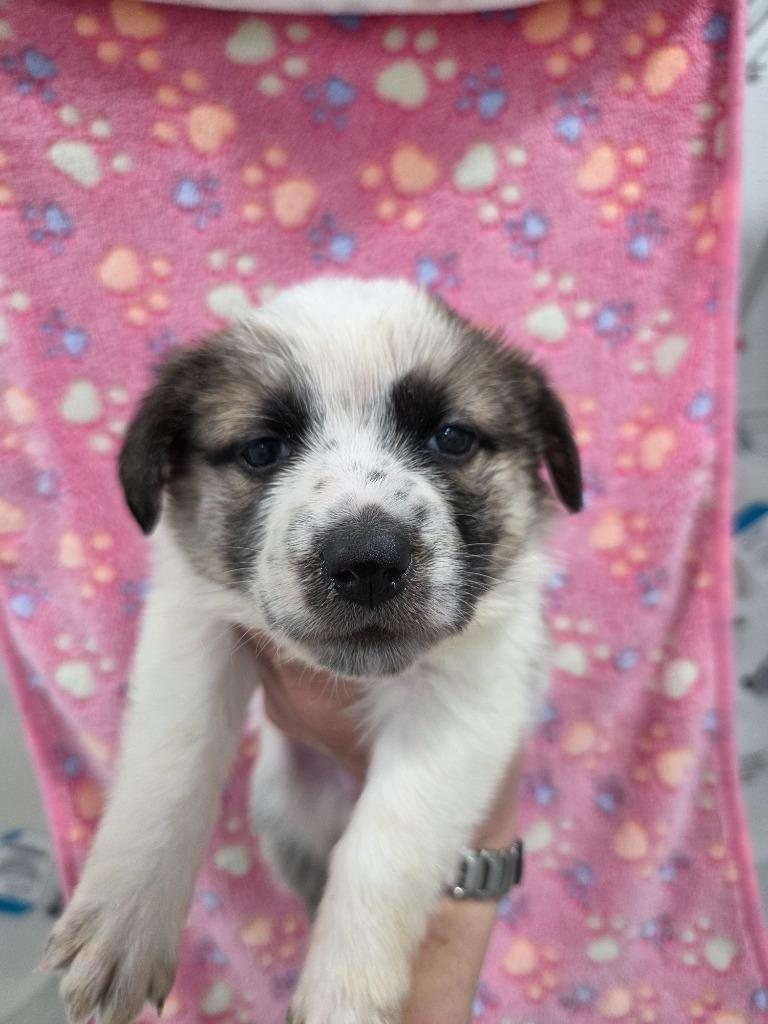 Sunny, Adoptable, Puppy Female Cattle Dog.