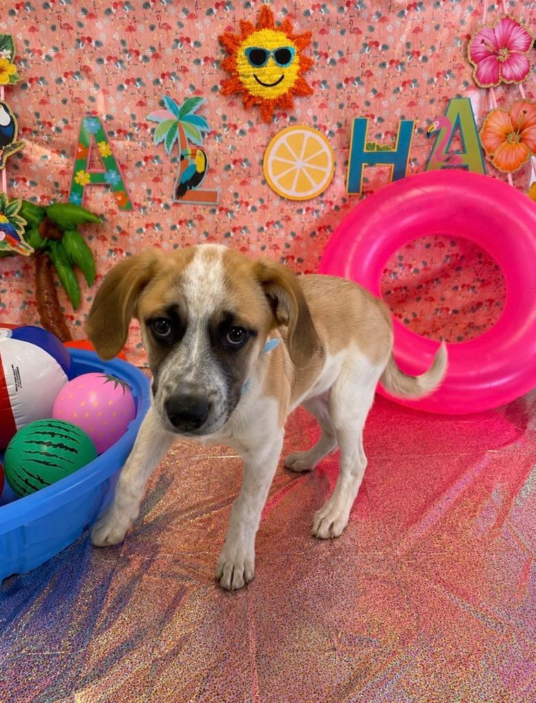 Enlarge Sunny, a Adoptable mixed breed in Brookings, OR image 2/3