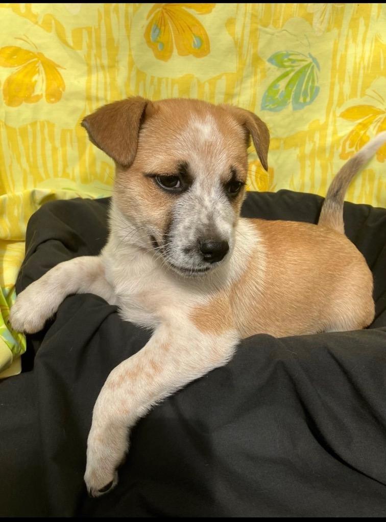 Sunny, a Adoptable mixed breed in Brookings, OR image 2/2