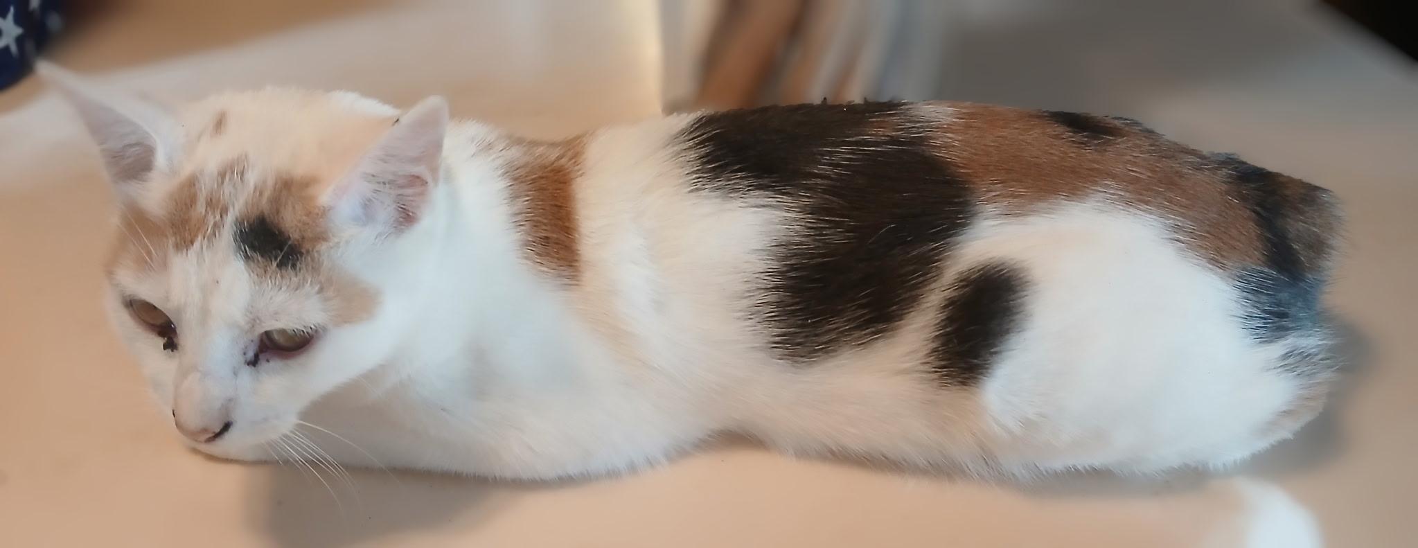 Ambrosia, Adoptable, Kitten Female Manx & Calico.