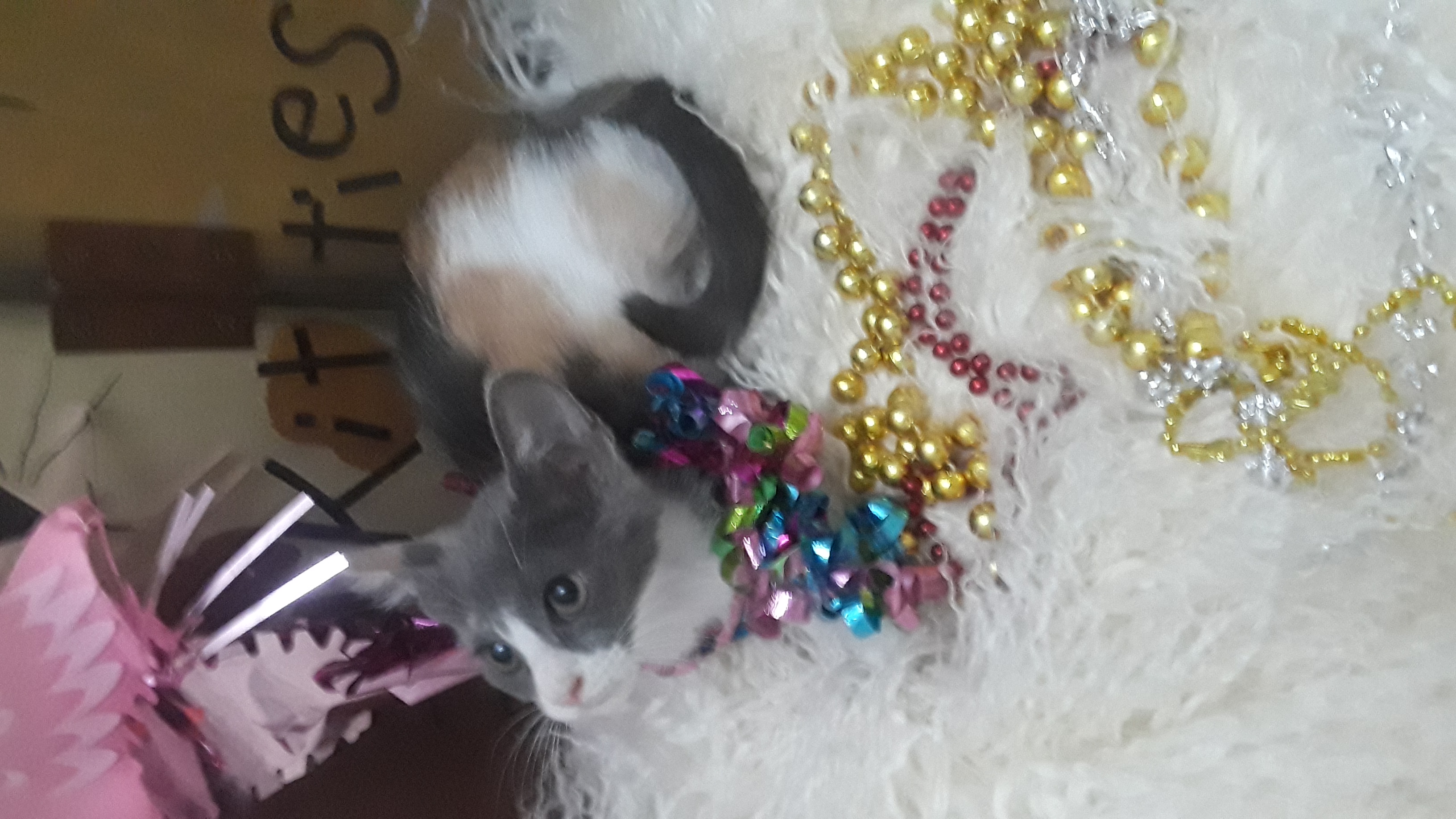 MADAME STARR, Adopted, Kitten Female Dilute Calico.