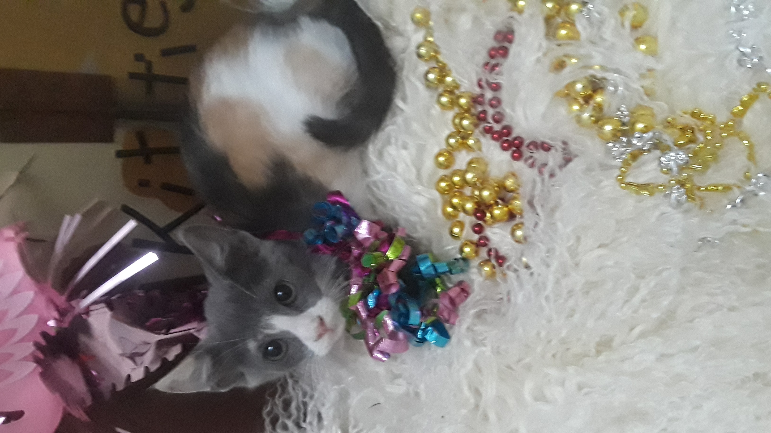 Enlarge MADAME STARR, a Adopted Dilute Calico in Phoenix, AZ image 2/2