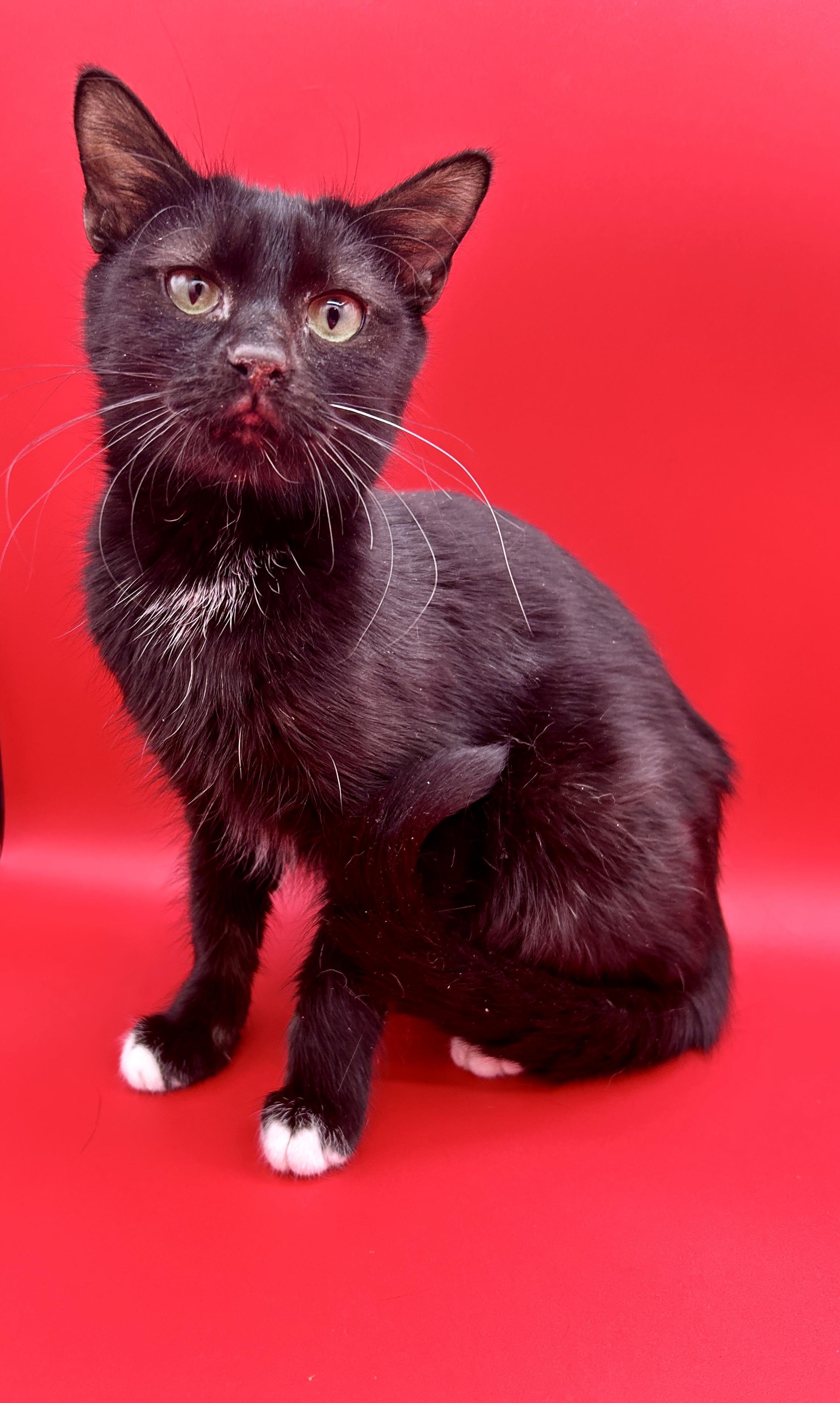 Lemon Drop *$50 Adoption Fee*, Adoptable, Young Female Domestic Short Hair.