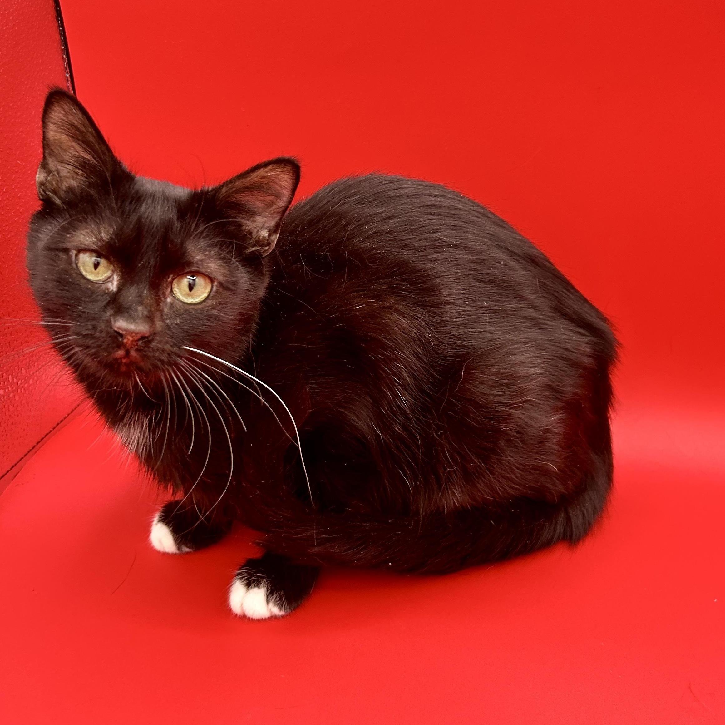 Lemon Drop *$50 Adoption Fee*, Adoptable, Young Female Domestic Short Hair.