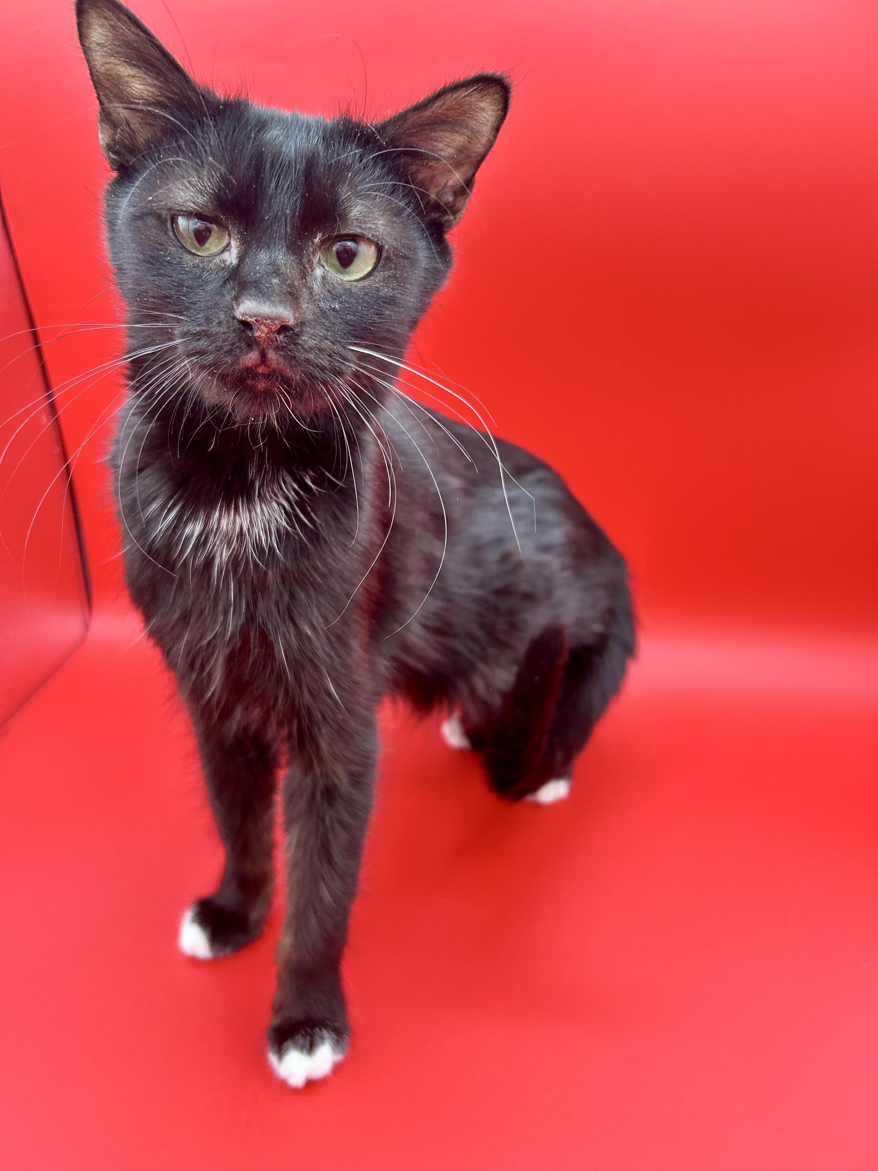 Lemon Drop *$50 Adoption Fee*, Adoptable, Young Female Domestic Short Hair.
