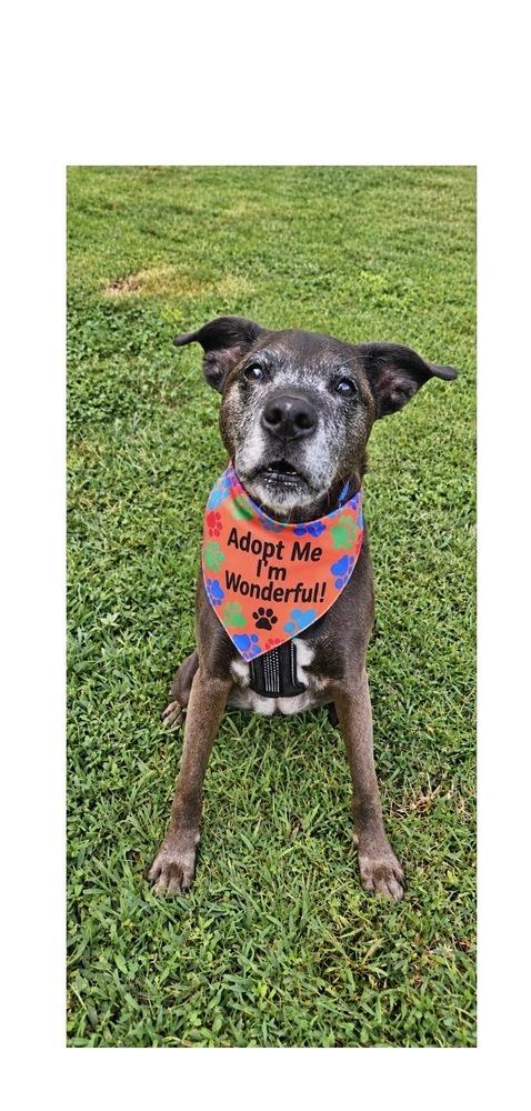 Mini, Adoptable, Adult Female Plott Hound.