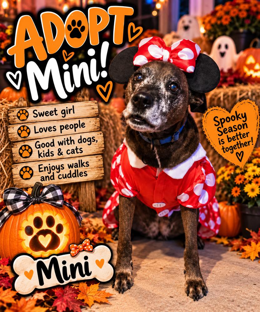 Enlarge Mini, a Adoptable mixed breed in Mooresville, NC image 2/6