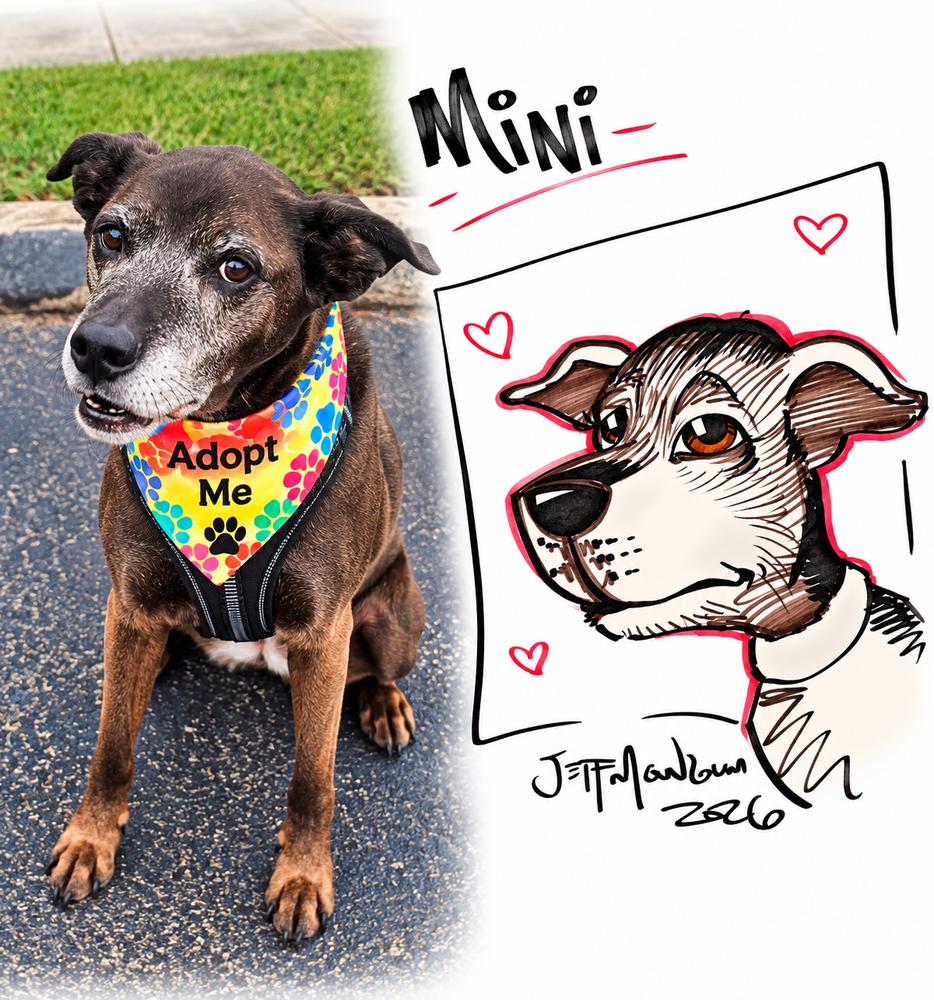 Enlarge Mini, a Adoptable mixed breed in Mooresville, NC image 4/6