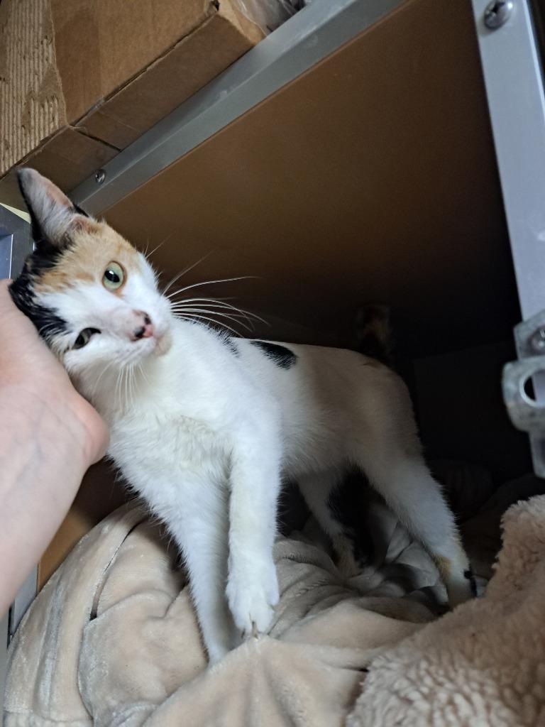 Lilly, Adoptable, Young Female Calico.