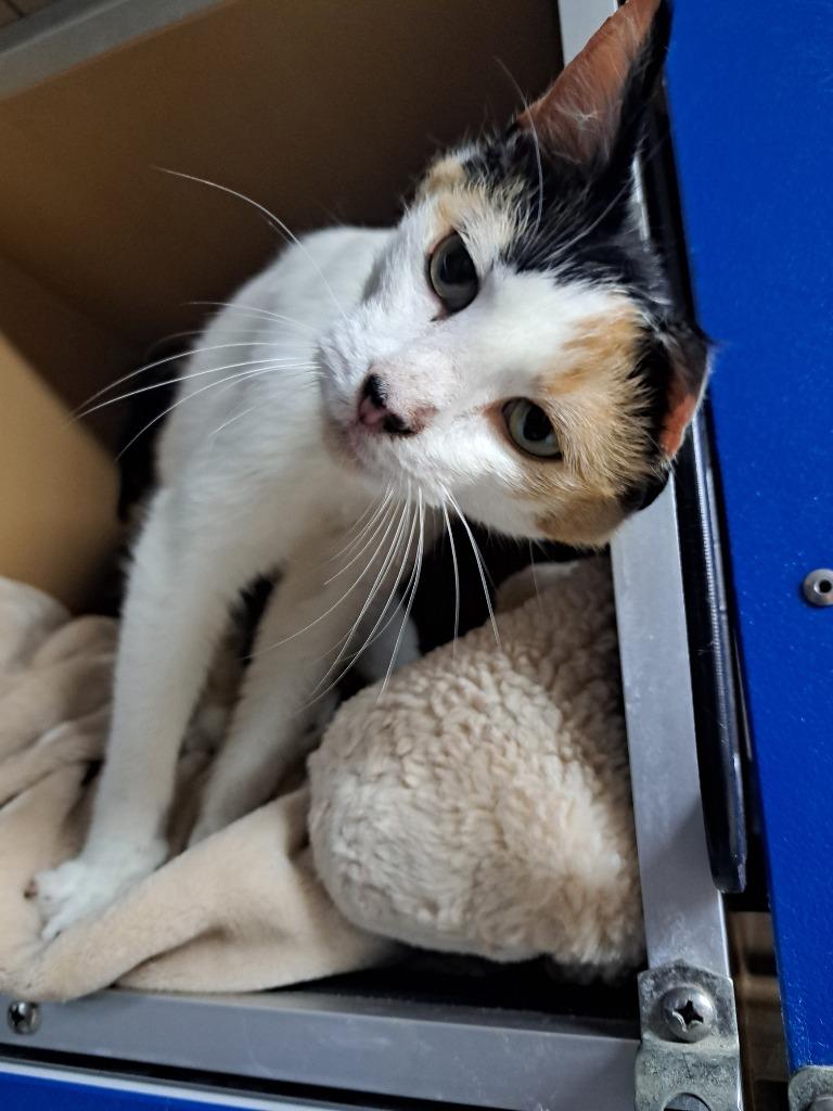 Lilly, a Adoptable Calico in Fayetteville, TN image 3/3