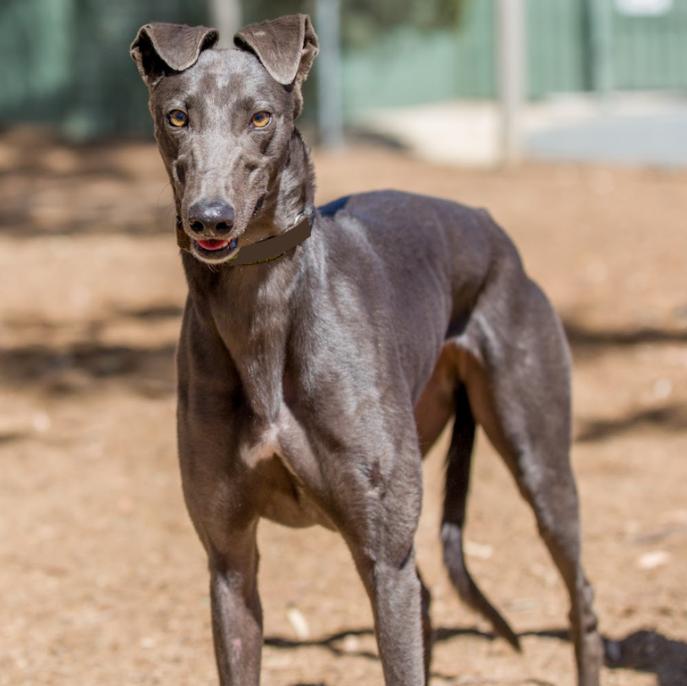 Tiki, ADOPTABLE, Adult Female Greyhound.