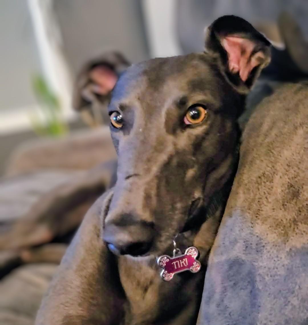 Tiki, ADOPTABLE, Adult Female Greyhound.