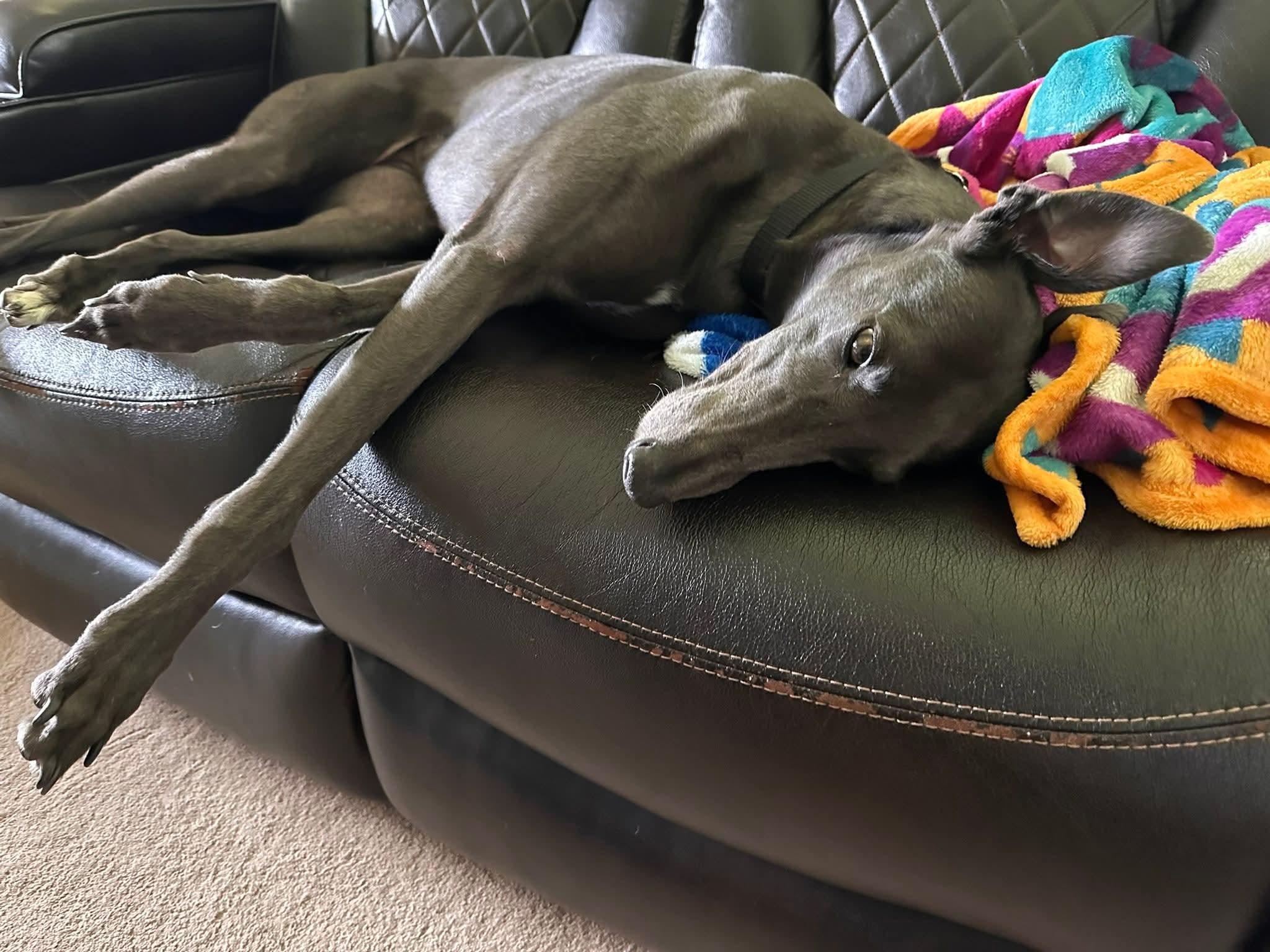 Enlarge Tiki, a ADOPTABLE Greyhound in Seattle, WA image 3/3