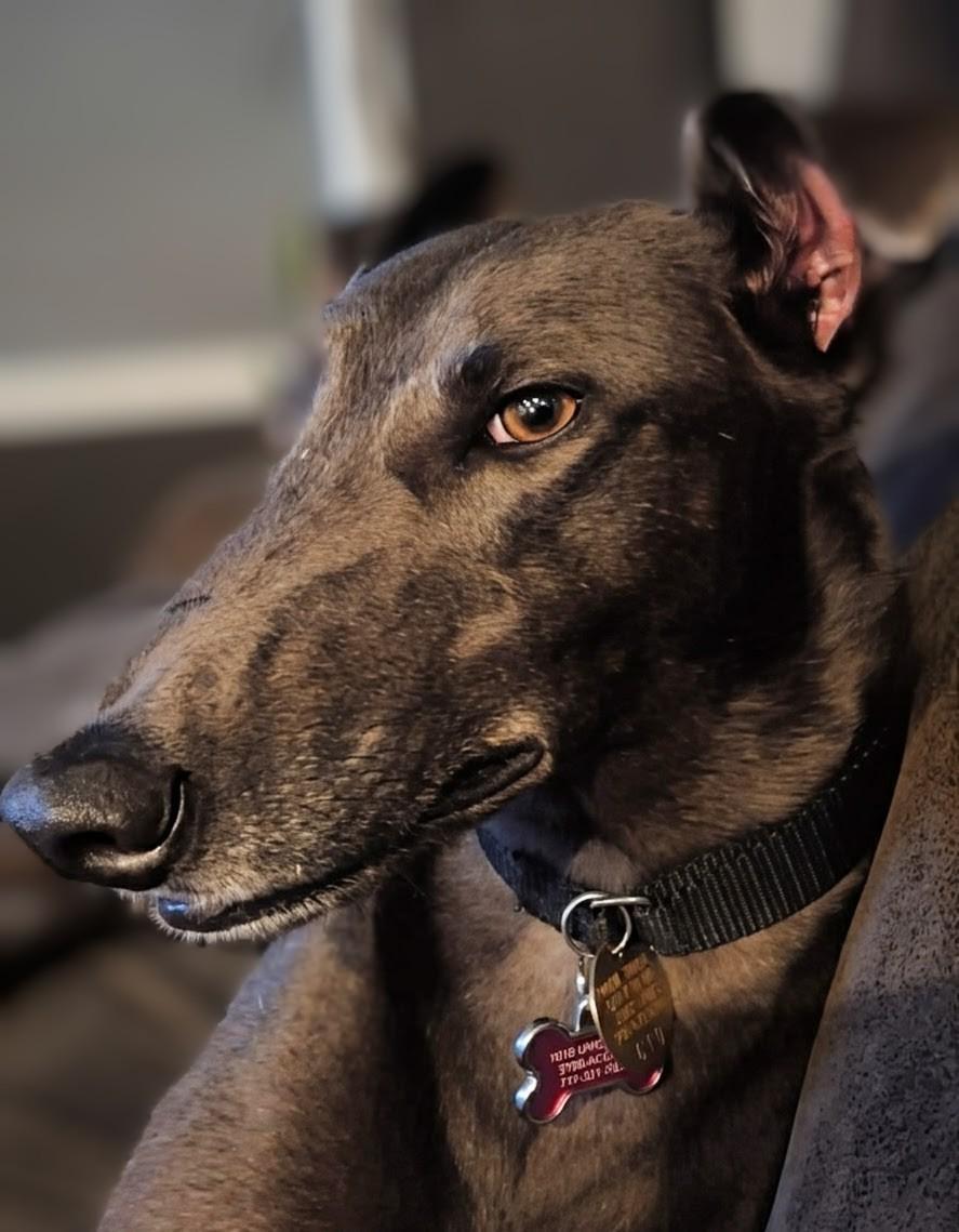 Enlarge Tiki, a ADOPTABLE Greyhound in Seattle, WA image 1/3