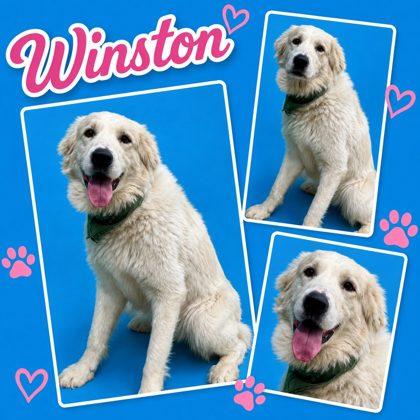 Winston, Adoptable, Young Male Great Pyrenees & Mixed Breed.