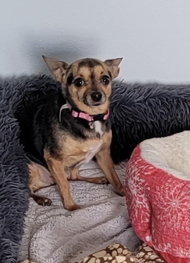 Enlarge Molly & Mya, a Adoptable Chihuahua in Richland Center, WI image 2/3