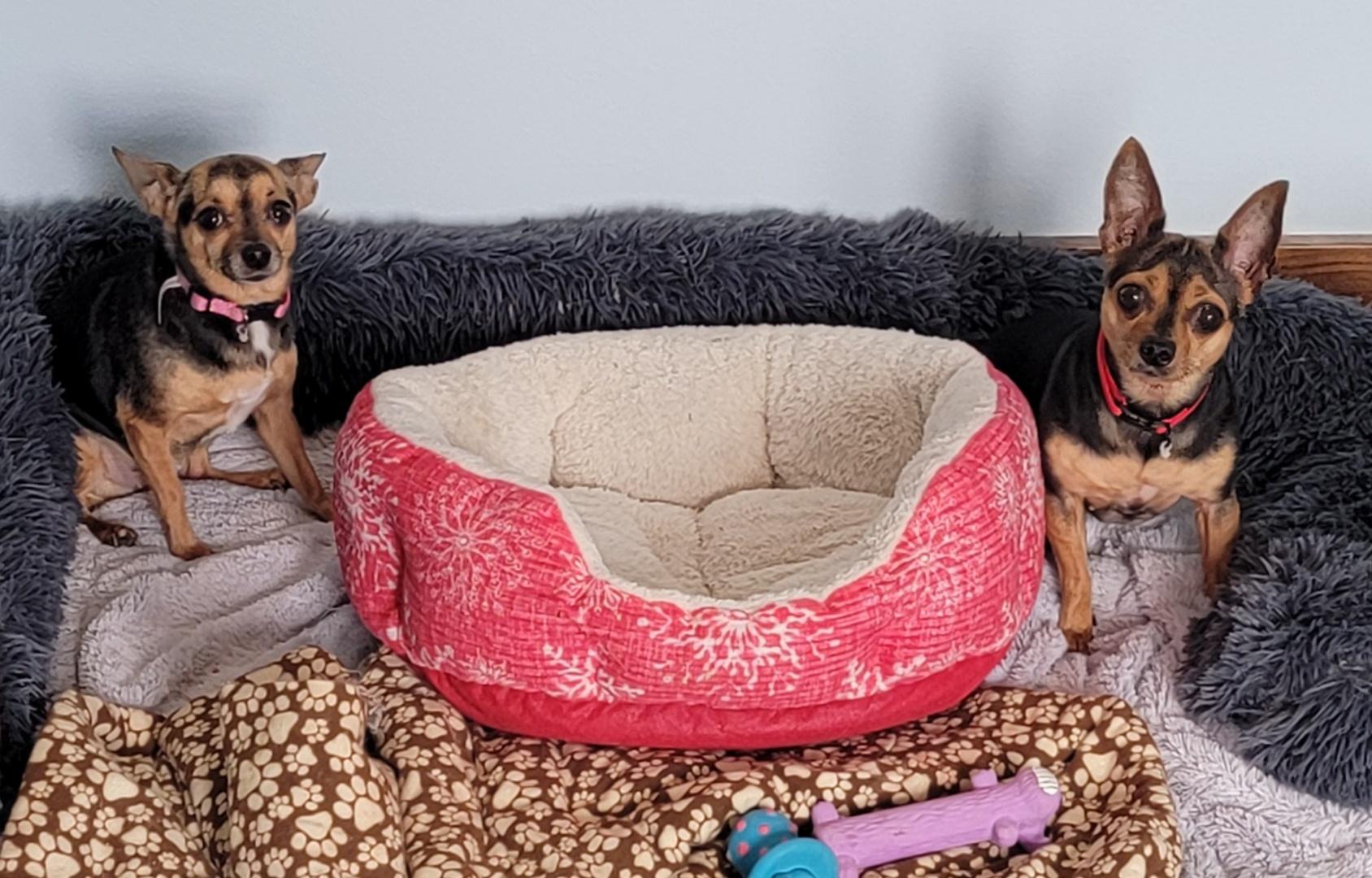 Enlarge Molly & Mya, a Adoptable Chihuahua in Richland Center, WI image 3/3