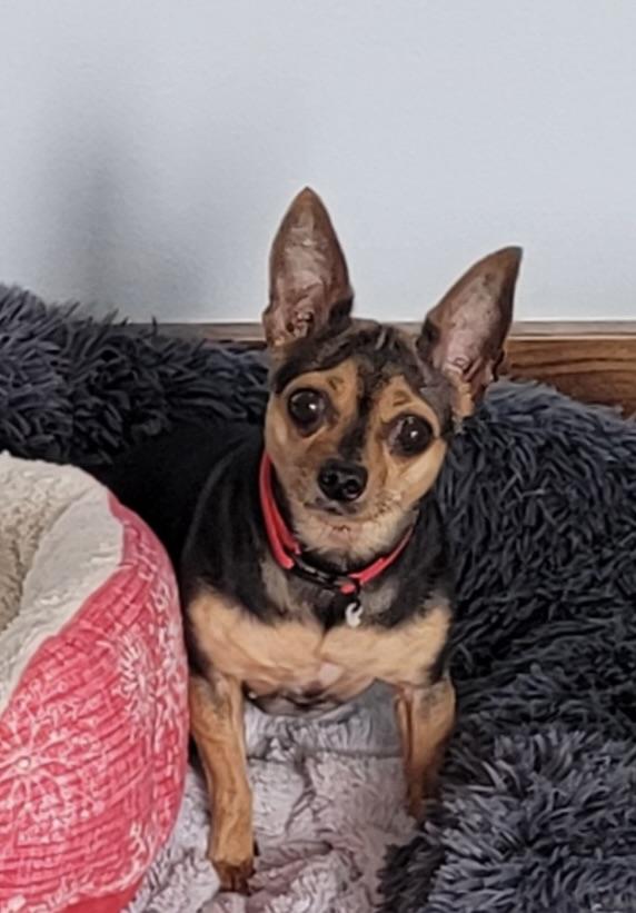 Molly & Mya, Adoptable, Adult Female Chihuahua.
