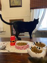 Collins, Adoptable, Young Male Domestic Short Hair.