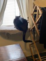 Collins, a Adoptable Domestic Short Hair in Heath, OH image 2/3