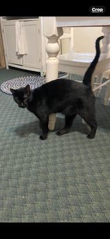 Collins, a Adoptable Domestic Short Hair in Heath, OH image 3/3