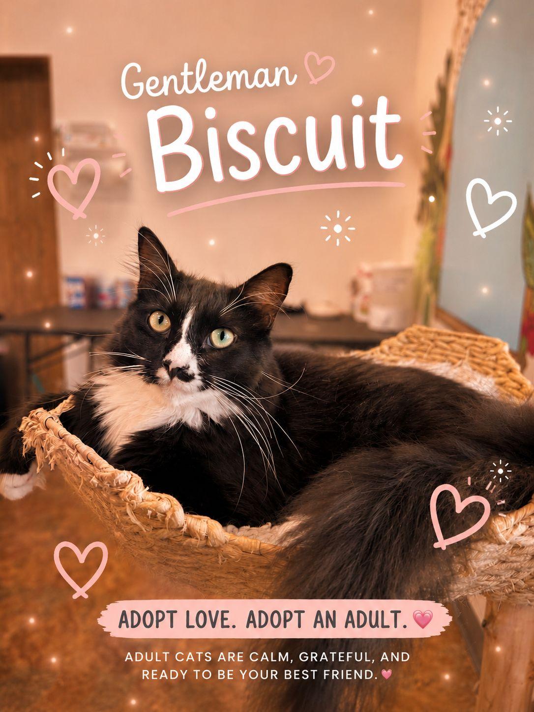 Biscuits, ADOPTABLE, Young Male Domestic Long Hair.