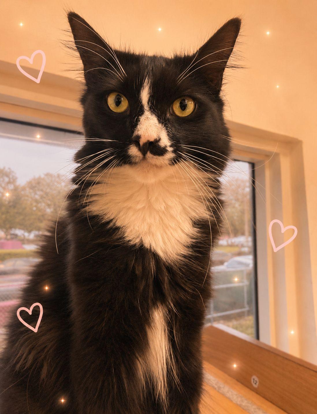 Biscuits, a ADOPTABLE Domestic Long Hair in Miami Beach, FL image 2/5