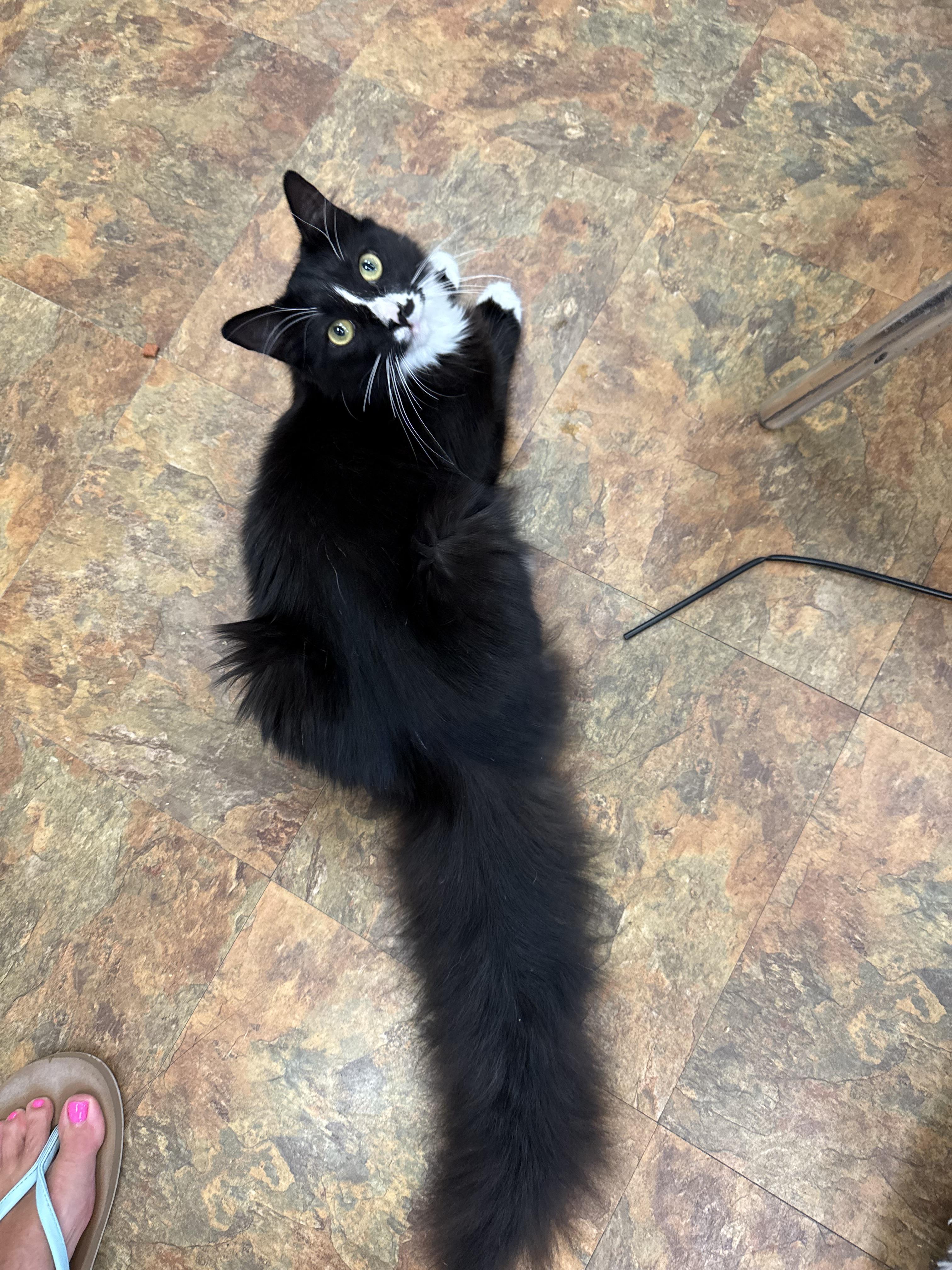 Biscuits, a ADOPTABLE Domestic Long Hair in Miami Beach, FL image 3/5