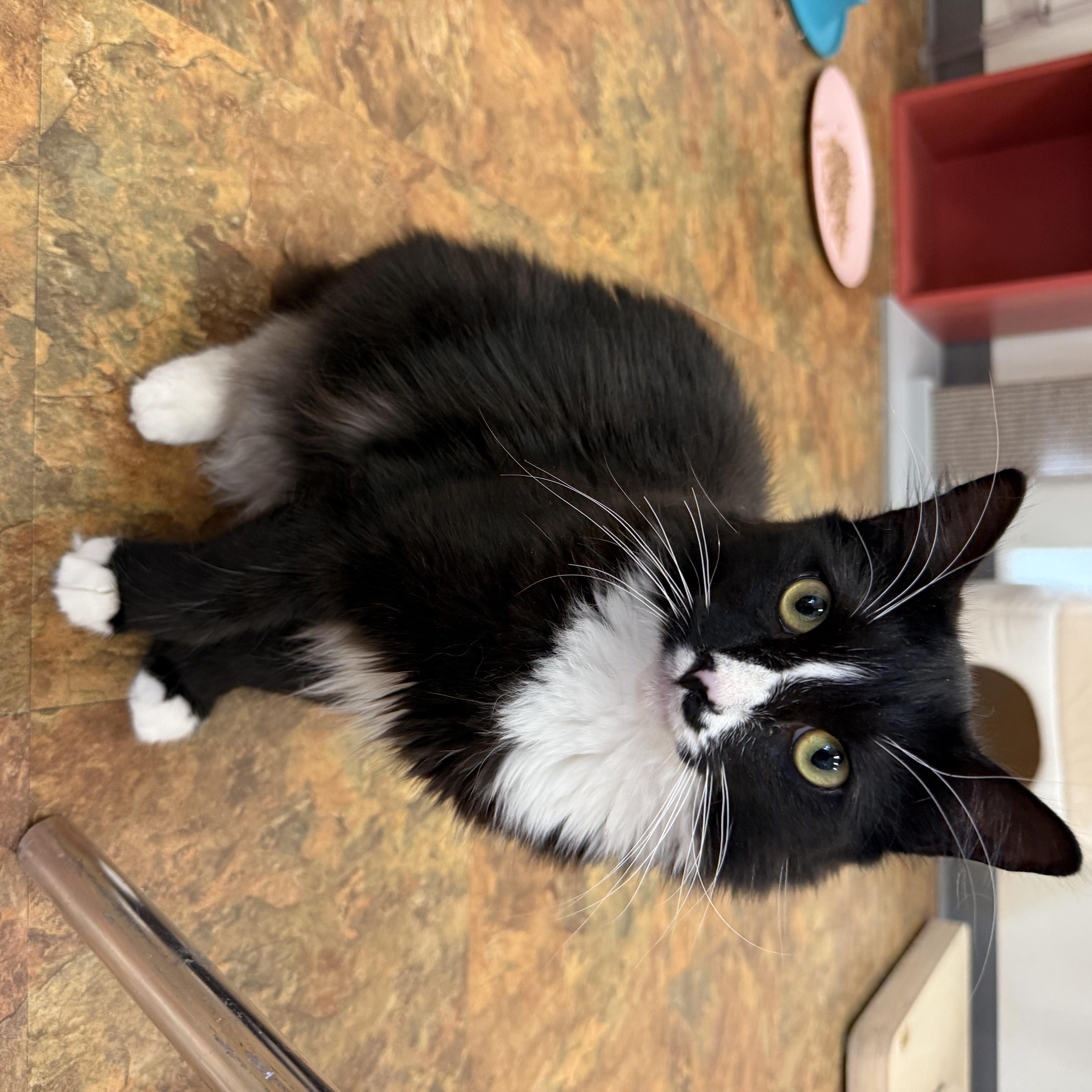 Biscuits, a ADOPTABLE Domestic Long Hair in Miami Beach, FL image 5/5