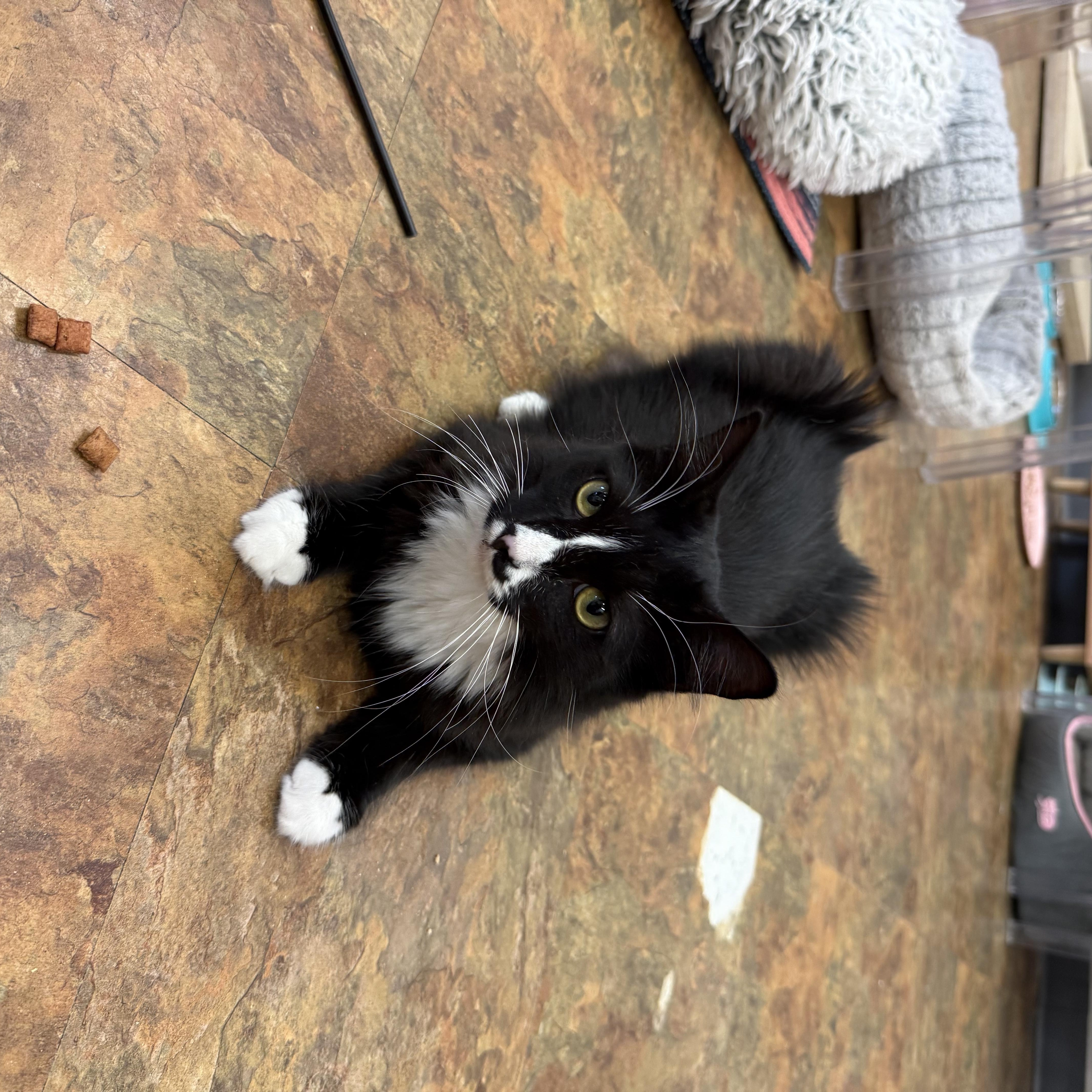 Biscuits, a ADOPTABLE Domestic Long Hair in Miami Beach, FL image 4/5