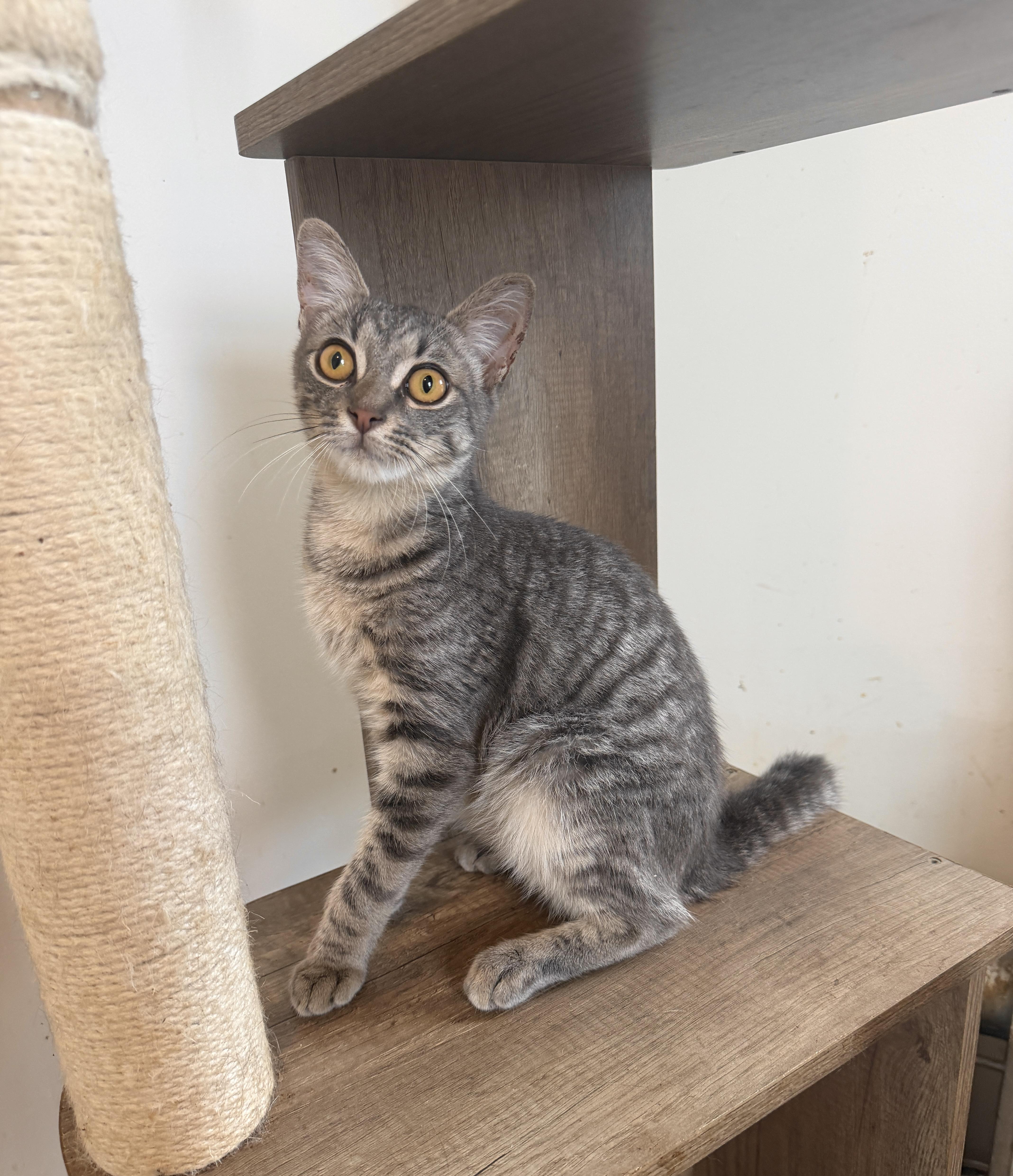 Enlarge Alfie, a Adoptable Domestic Short Hair in New York, NY image 2/4