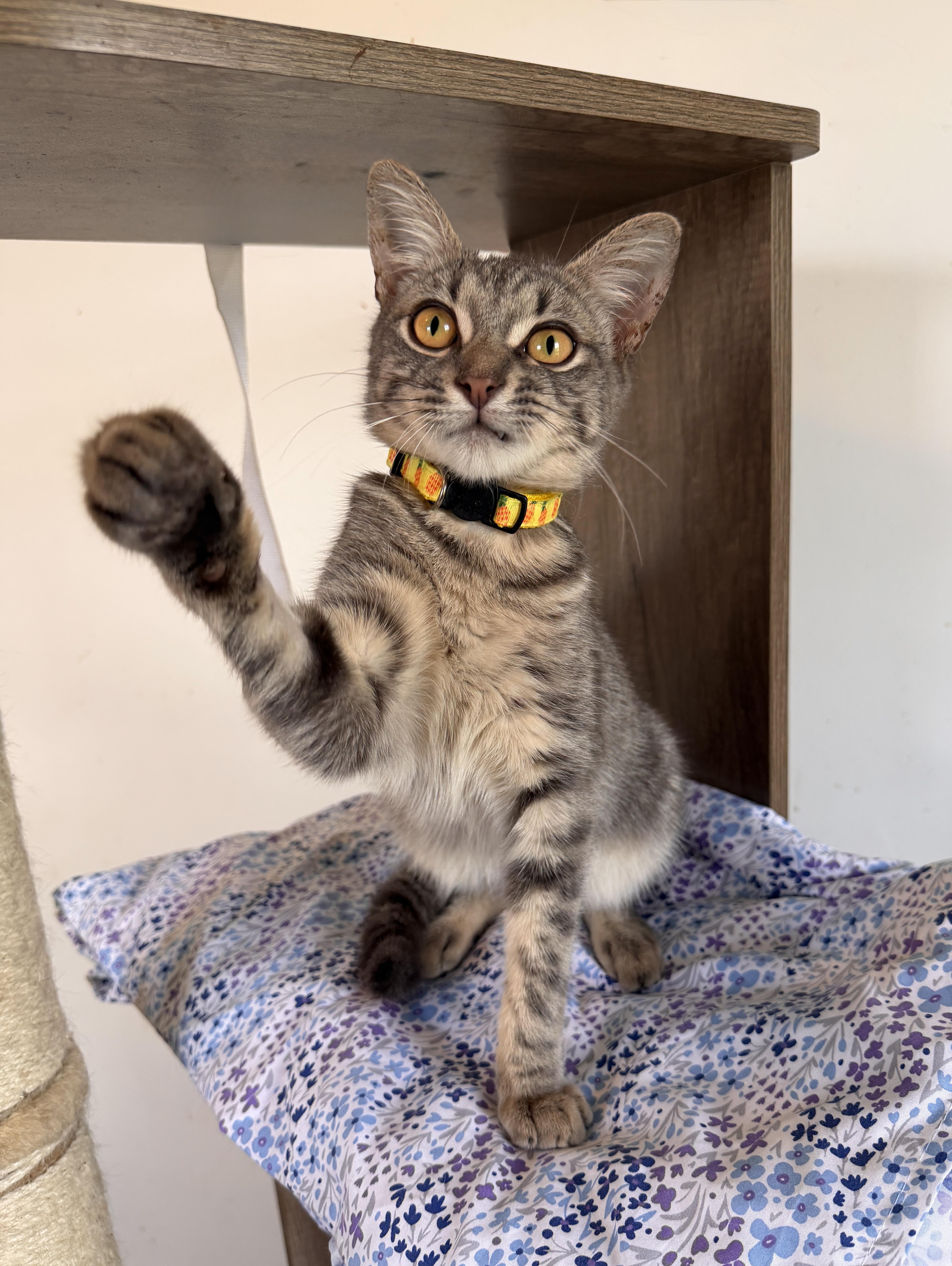 Enlarge Alfie, a Adoptable Domestic Short Hair in New York, NY image 3/4