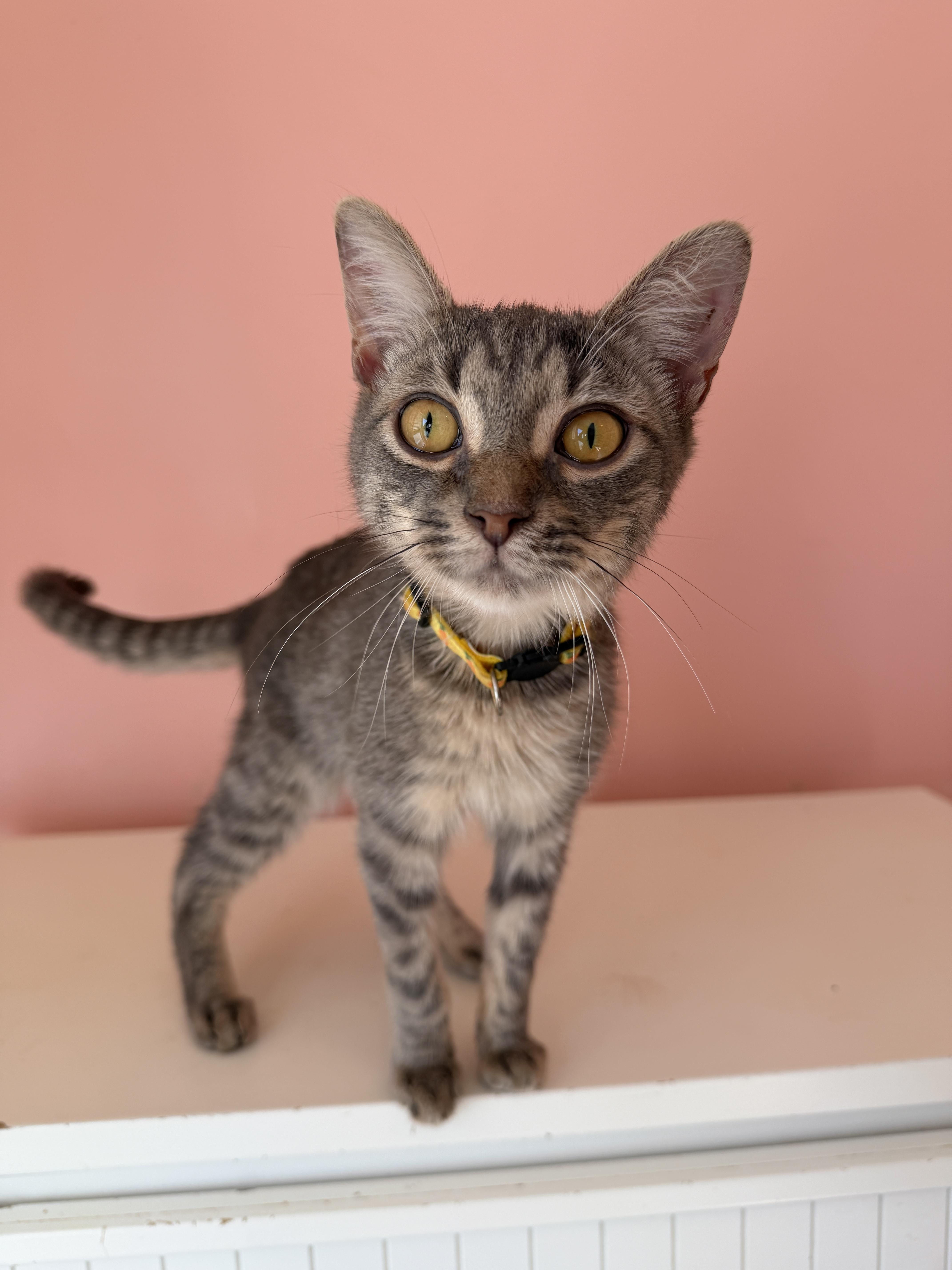 Alfie, Adoptable, Kitten Male Domestic Short Hair.