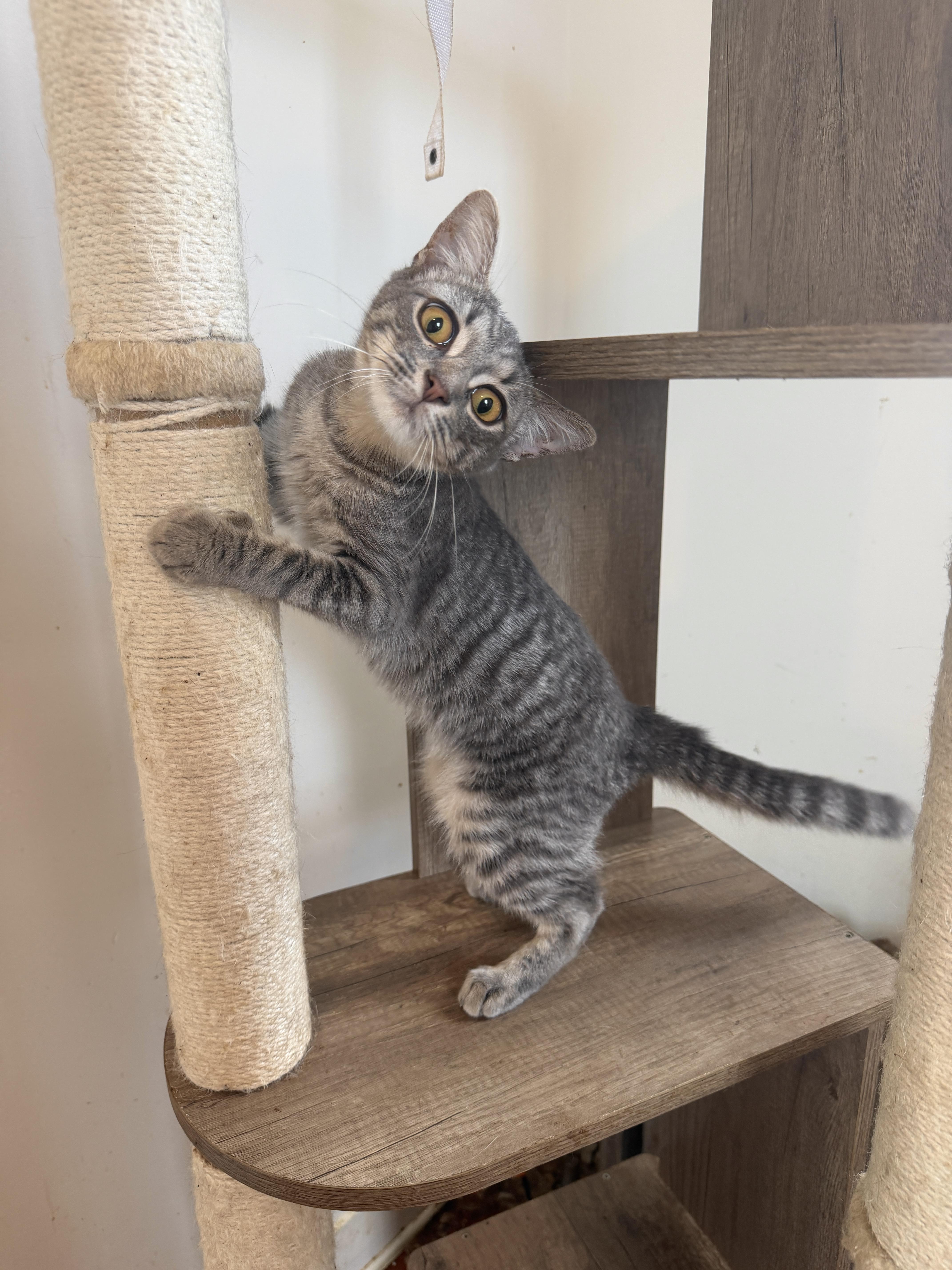Alfie, Adoptable, Kitten Male Domestic Short Hair.