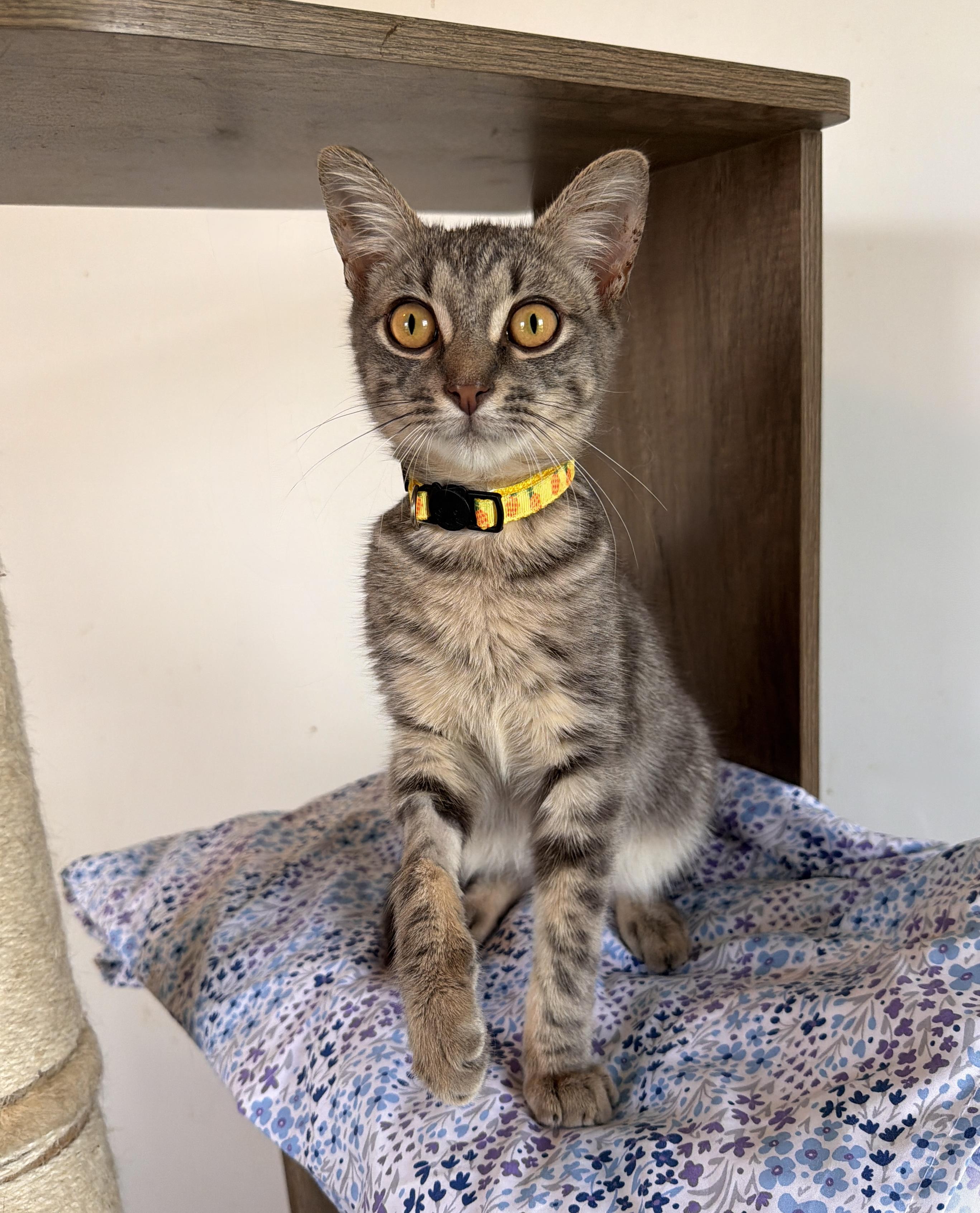 Enlarge Alfie, a Adoptable Domestic Short Hair in New York, NY image 4/4