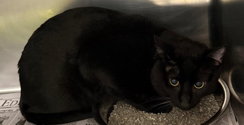 Waffles*/ Rollo*, a Adopted mixed breed in Belton, TX image 1/2