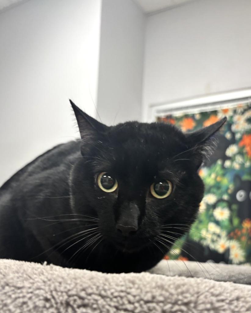 Waffles*/ Rollo*, a Adopted mixed breed in Belton, TX image 2/2