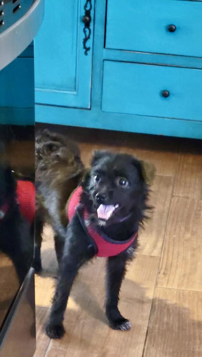 Persimmon, ADOPTABLE, Adult Female Yorkshire Terrier & Poodle (Toy).