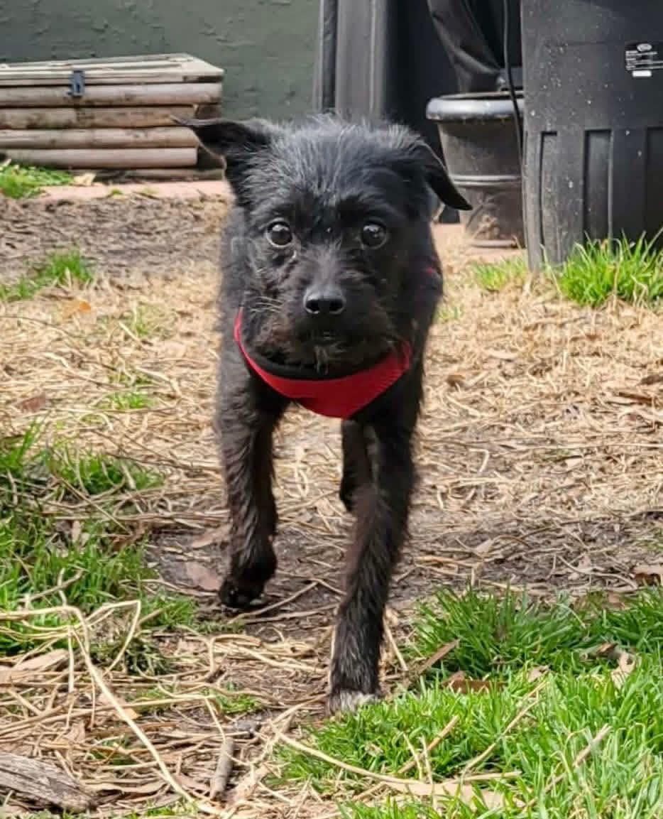 Enlarge Persimmon, a ADOPTABLE mixed breed in Yorktown, VA image 3/5