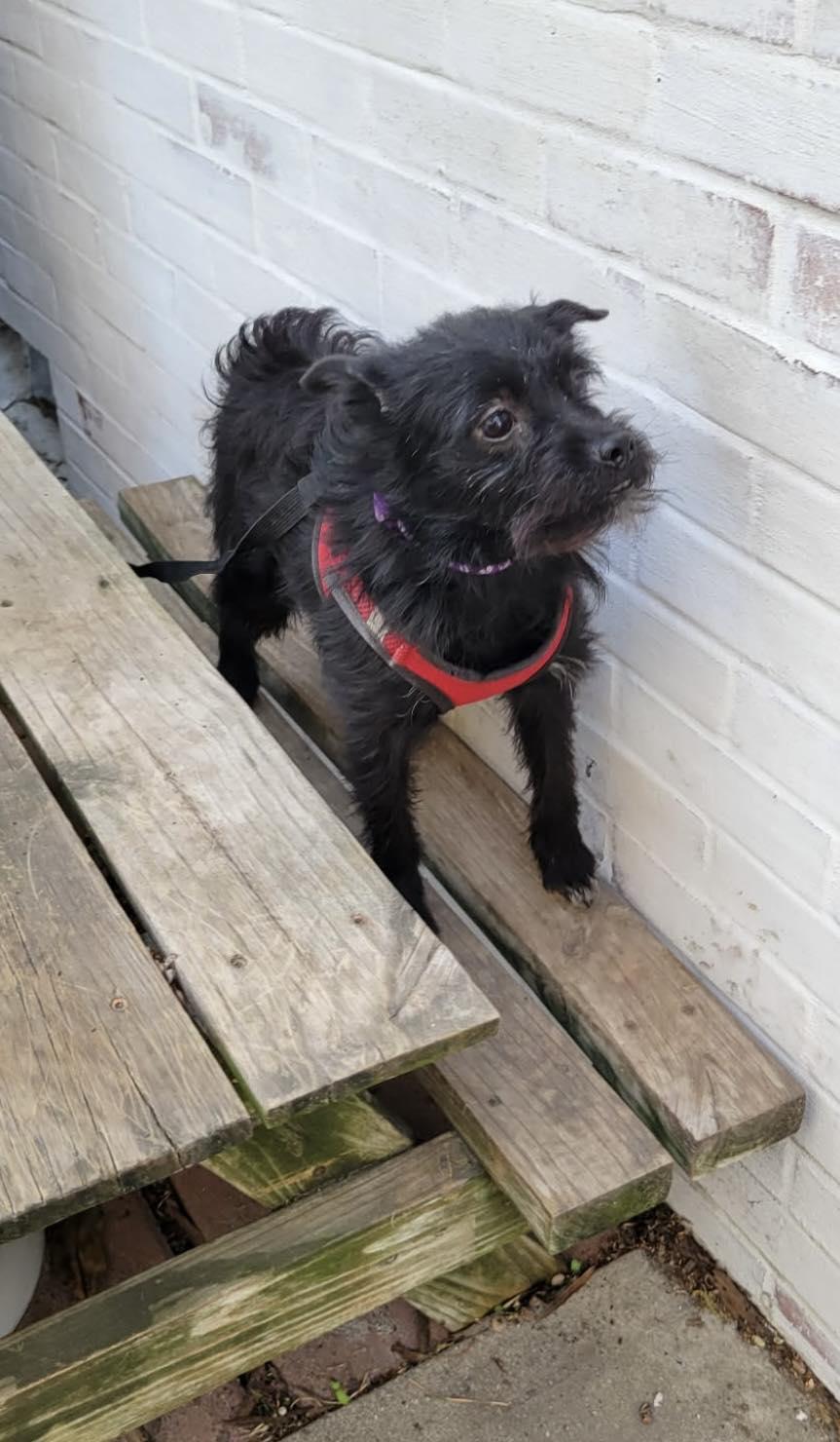 Enlarge Persimmon, a ADOPTABLE mixed breed in Yorktown, VA image 5/5