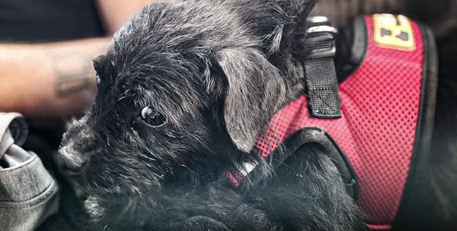 Enlarge Persimmon, a ADOPTABLE mixed breed in Yorktown, VA image 4/5